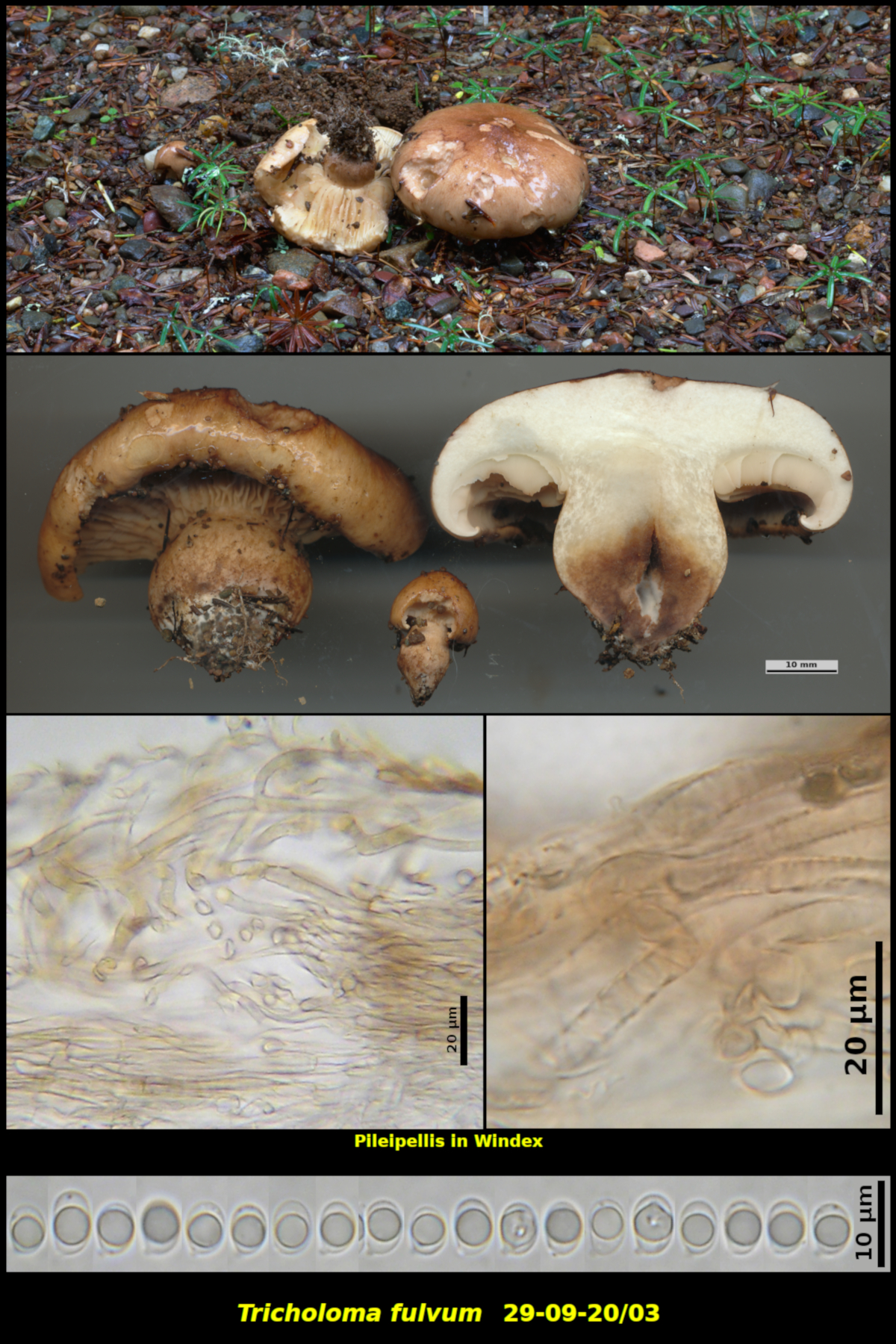 Picture of Tricholoma fulvum 29-09-20/03